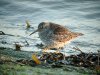 Purple Sandpiper at Southend Seafront (Steve Arlow) (109853 bytes)